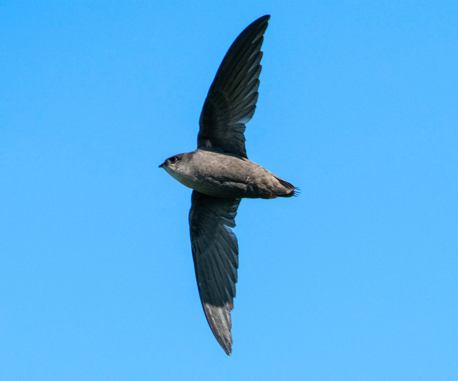 Chimney Swifts